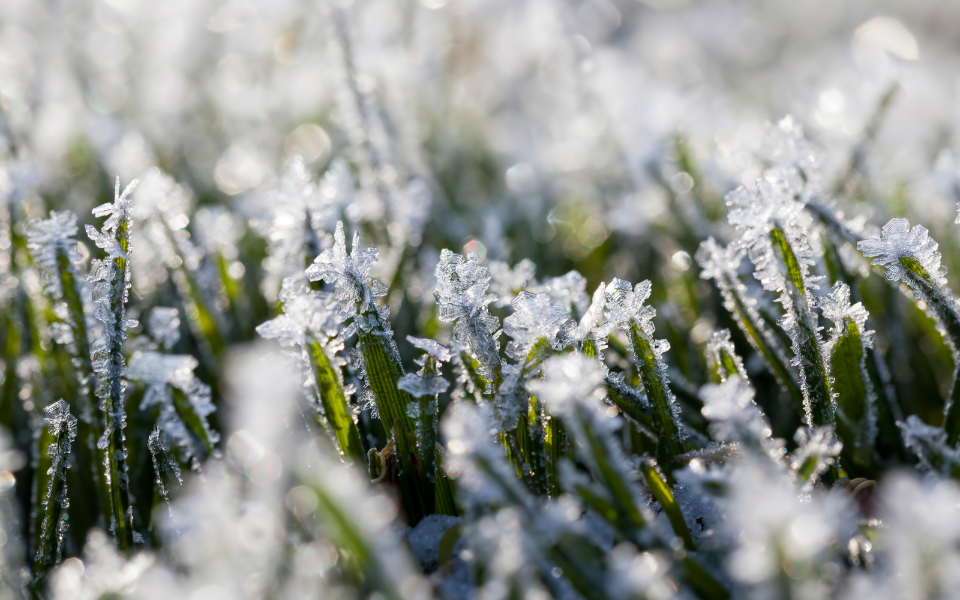 Täiuslik muru algab siit