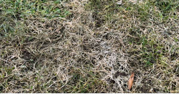 Kevadine muruhooldus